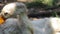 White ducks resting on the grass lawn in shadow