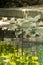 White ducks resting in a shade by a pond on summer day