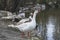 White ducks on the shore of the lake observing the water