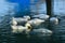 White ducks swimming in an artificial pond