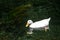 White ducks swimming in the river. Domestic Duck, reflection in water. Wild duck close up portrait. Birds swimming in the water. D