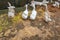 White ducks waiting feeding food on dirty floor of dug sty