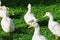 White ducks walking on green grass meadow