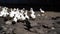 White ducks walking in paddock. Duck looking for grains while walking in paddock on farm