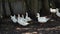 White ducks walking in paddock. Duck looking for grains while walking in paddock on farm