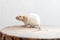 White dumbo rat sitting on brown wood slice. Lovely and cute pet, background idea.