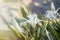 White dune flowers/ Hymenocallis liriosme / Spider Lily/ and a beam of light