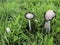 White dung beetle close up in green grass