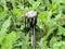 White dung beetle close up in green grass