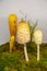 The white dung mushroom Latin Coprinus comatus is white in moss on a background of green grass. Plants mushrooms