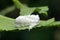 White dusty cloth moth, Satara, Maharashtra