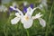 White Dutch Iris Flower Casablanca