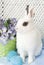White Dwarf Easter Bunny