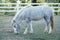 White dwarf horse eating grass