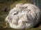 A white dwarf rabbit taking a rest