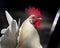 White dwarf rooster on farm
