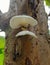 white ear mushrooms on a rotten tree trunk