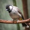 White-Eared Bulbul Bird, Iraqi Bulbul