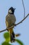 White-eared bulbul image