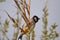 White eared bulbul Pycnonotus leucotis, a bird perched on a cane in the Al Azrak reserve in Jordan and singing a mating song to