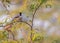 White eared Bulbul singing on a tree