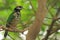 White-eared catbird