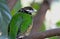 White-eared catbird, bird