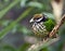 White Eared Catbird in Honk Kong Aviary