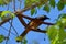 White-eared Sibia bird.