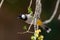 A White Eared White-Cheeked Bulbul Pycnonotus leucotis showing yellow vent on a branch