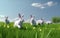 White Easter bunny rabbits running in a green field on a sunny day,