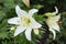 White Easter Lily flowers in garden. Lilies blooming close up