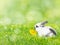 White Easter rabbit eats dandelion flower