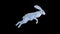 White Easter rabbit running, Easter egg hunting concept, loop, Alpha Channel