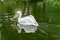 White eastern pelican