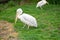 White eastern pelican