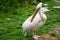 White eastern pelican