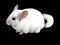 White ebonite chinchilla