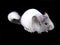 White ebonite chinchilla on black