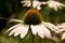 White Echinacea