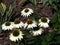 White Echinacea In Bloom In Tavira Portugal