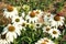 White Echinacea with butterfly