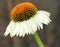 White echinacea from close-up with bokeh background. Healthy herb. Natural way against inflammation