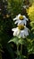 WHITE ECHINACEA coneflower is a medical herb which stimulates the immune system, natural medicine herb. A photo of two flowers gro