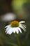 White echinacea or coneflower with textspace