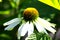 White Echinacea flower - close-up