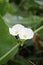 White echinodosus cordifolius flower