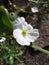 White echinodosus cordifolius flower