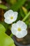 White echinodosus cordifolius flower in nature garden