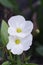 White echinodosus cordifolius flower in nature garden